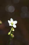 Spoonleaf sundew